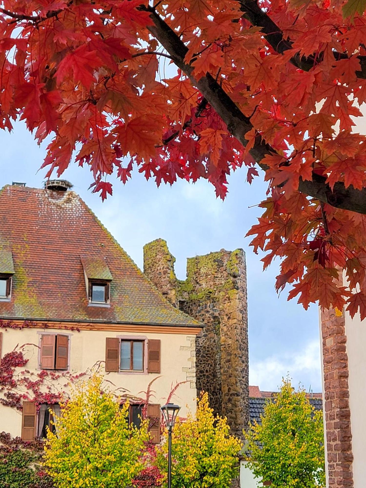 "La Vigne Dort" Cocon Romantique Herrlisheim-pres-Colmar Exterior photo
